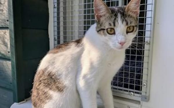 Kater Balou sucht seine tollkühne Crew