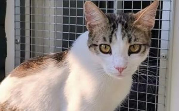 Kater Balou sucht seine tollkühne Crew