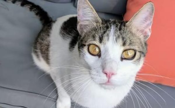 Kater Balou sucht seine tollkühne Crew