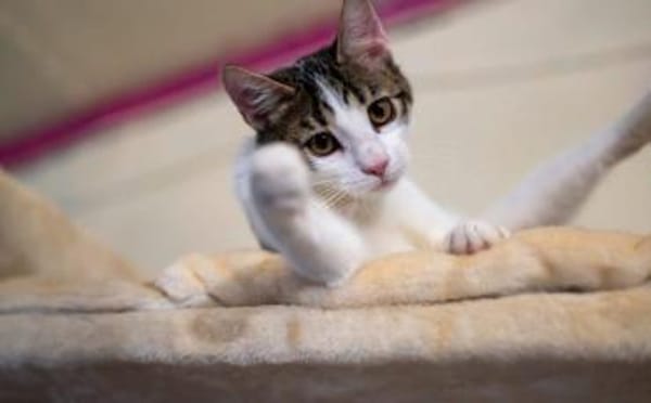 Kater Balou sucht seine tollkühne Crew