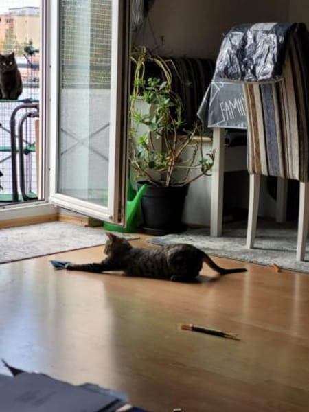 Lieber Akari sucht sein Zuhause