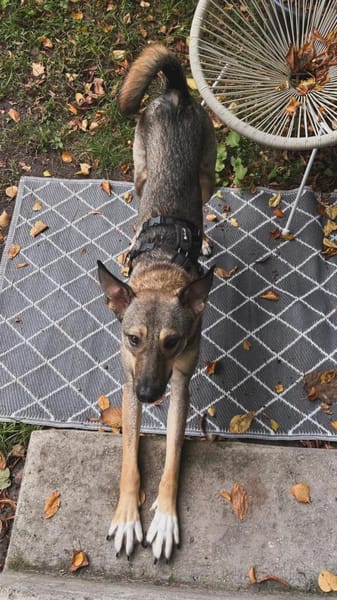 tolle Hündin, Frida, 1,5 Jahre, 19kg