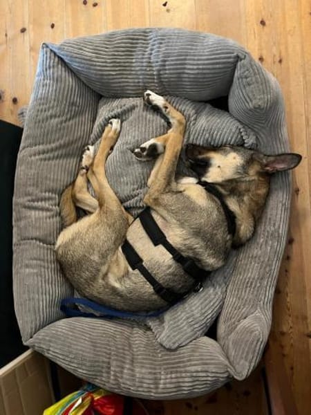 tolle Hündin, Frida, 1,5 Jahre, 19kg