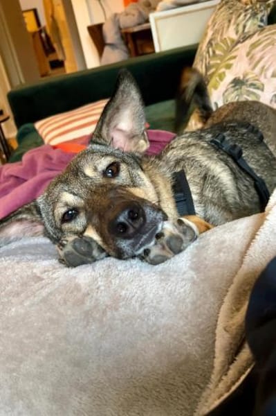 tolle Hündin, Frida, 1,5 Jahre, 19kg
