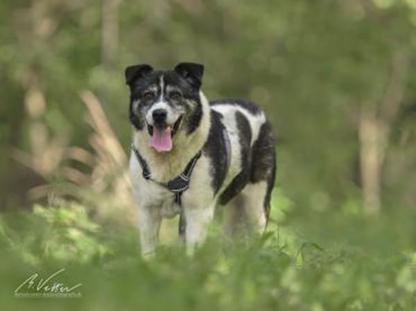Golden Girl-entspannt und aufgeschlossen