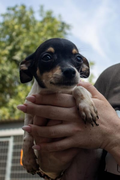 Pompom, verspielter kleiner Chihuahua