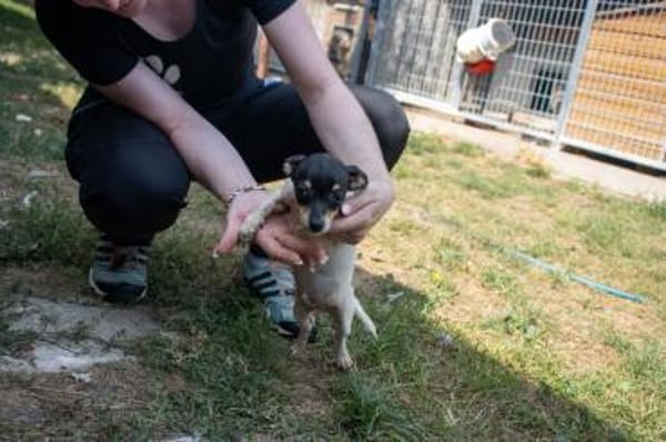 Pompom, verspielter kleiner Chihuahua