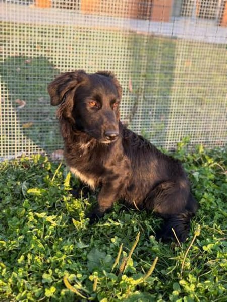 Herziger Hütehundmix Brigo sucht ...