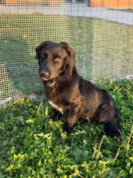 Herziger Hütehundmix Brigo sucht ...