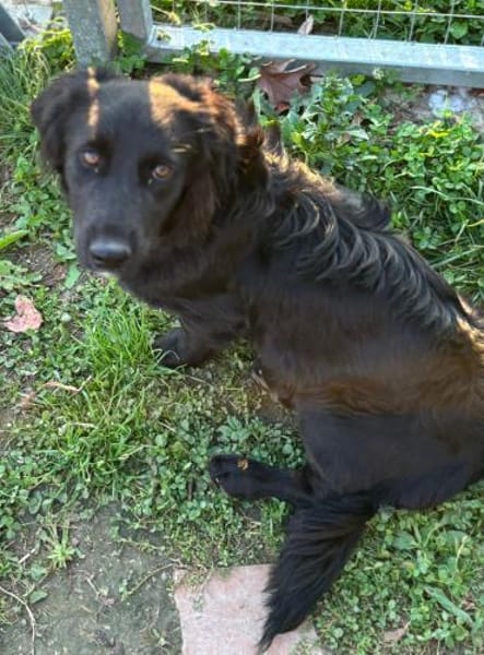 Herziger Hütehundmix Brigo sucht ...