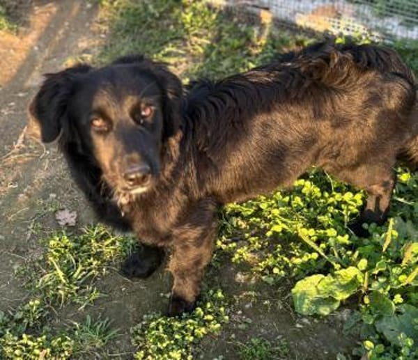 Herziger Hütehundmix Brigo sucht ...