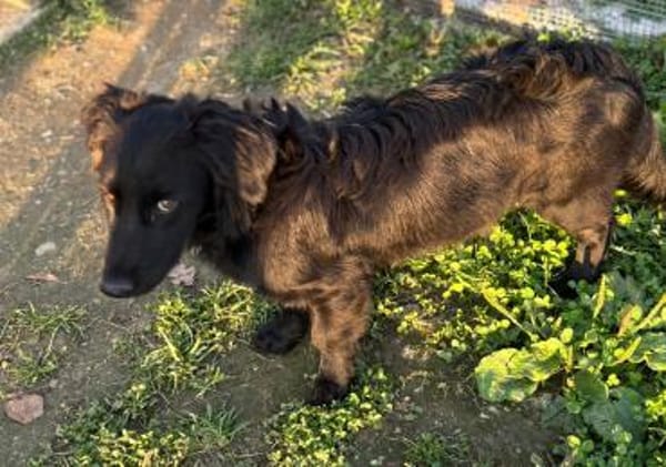 Herziger Hütehundmix Brigo sucht ...