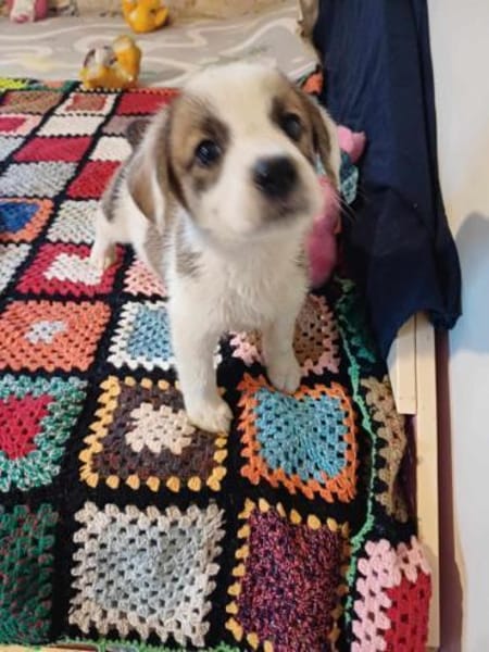 🐶 Cooper  neugieriger Beagle-Mix-Bub