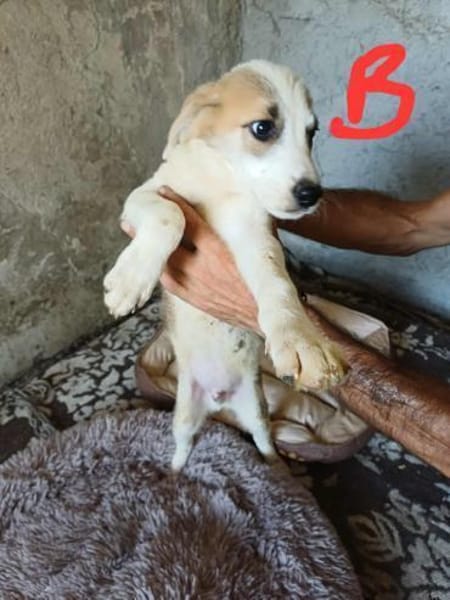 🐶 Cooper  neugieriger Beagle-Mix-Bub