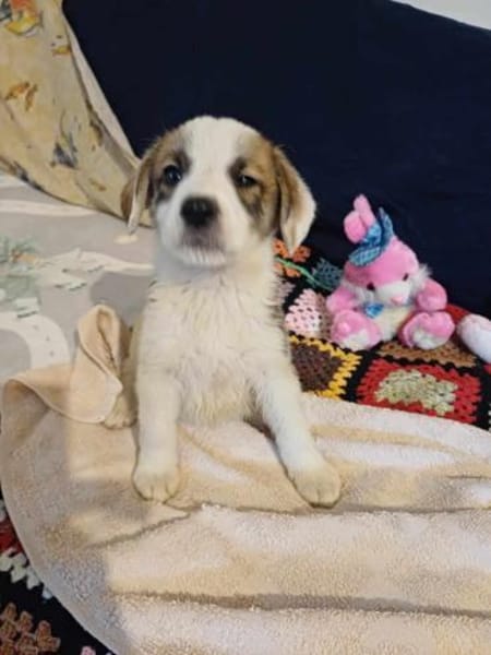 🐶 Cooper  neugieriger Beagle-Mix-Bub