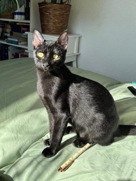 Emmo aus dem Tierschutz