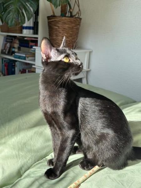 Emmo aus dem Tierschutz