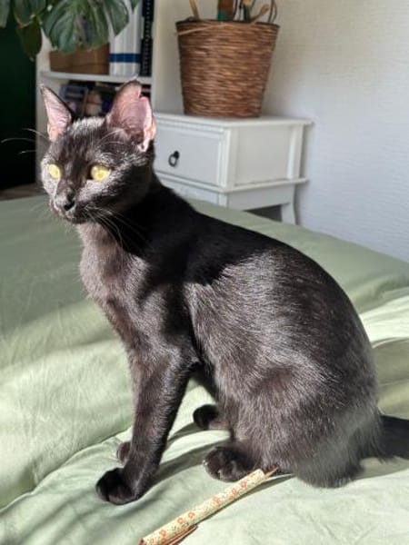 Emmo aus dem Tierschutz