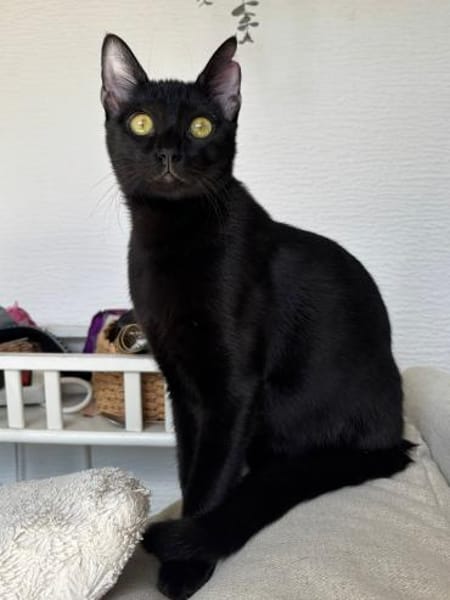 Emmo aus dem Tierschutz