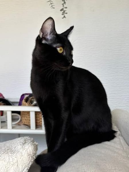 Emmo aus dem Tierschutz