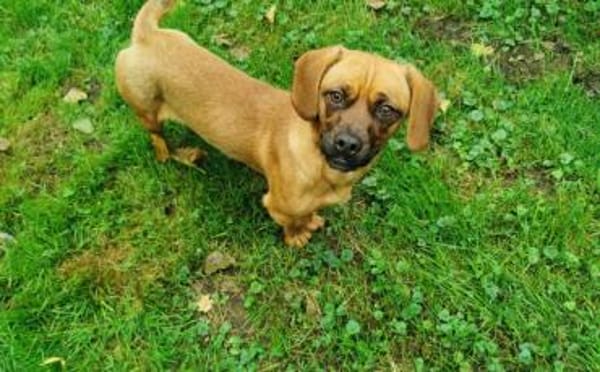 Süße Kuschelmaus Nyla