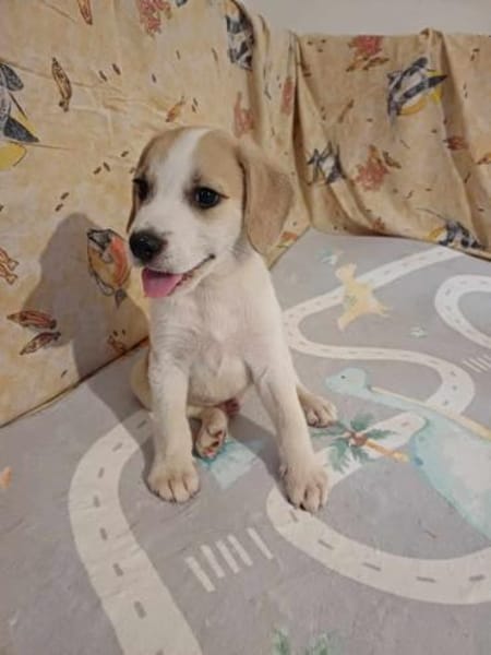 🐶 Buddy  fröhlicher Beagle-Mix-Bub