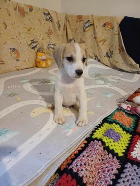 🐶 Buddy  fröhlicher Beagle-Mix-Bub