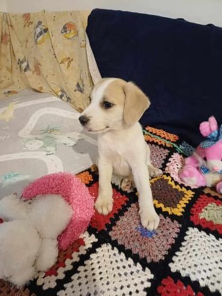 🐶 Buddy  fröhlicher Beagle-Mix-Bub