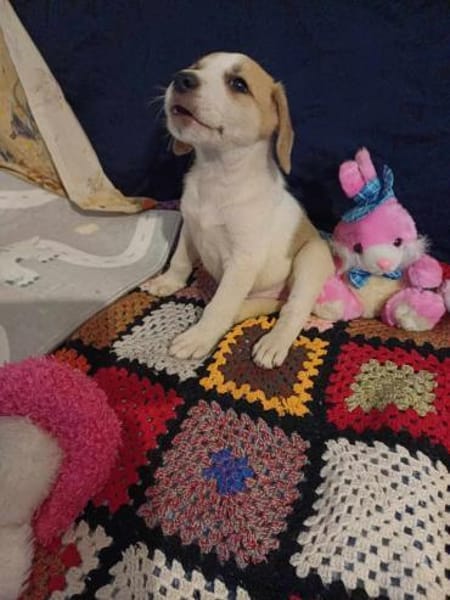 🐶 Buddy  fröhlicher Beagle-Mix-Bub