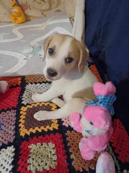 🐶 Buddy  fröhlicher Beagle-Mix-Bub