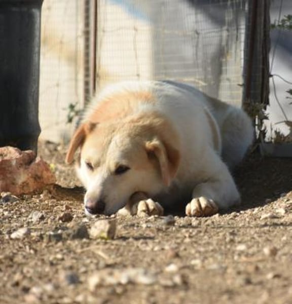 Berinesse- entzückendes Hundemädchen