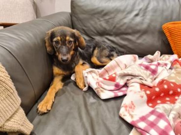 Zuhause gesucht für Fee