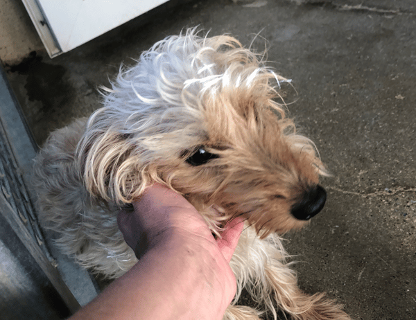 BOBINE (en cours d'adoption)