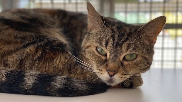 NALA (réservée)