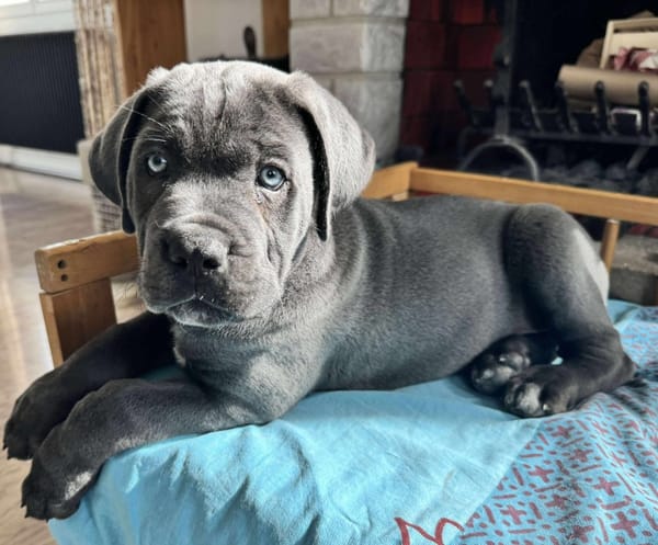 BLUE (EN COURS D'ADOPTION)