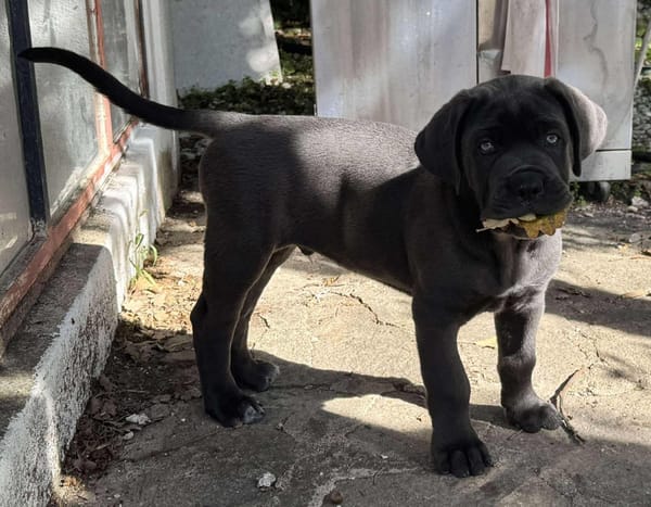 BLUE (EN COURS D'ADOPTION)