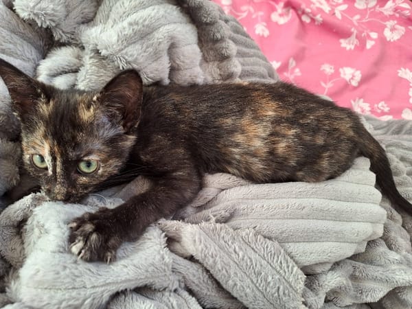 duchesse