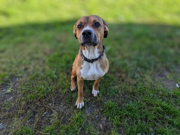 PEPITO