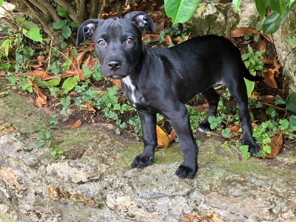 ONYX PAA23067