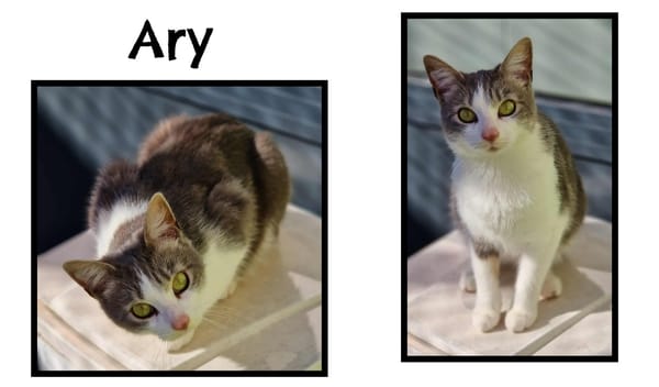 ARY (Réservé)