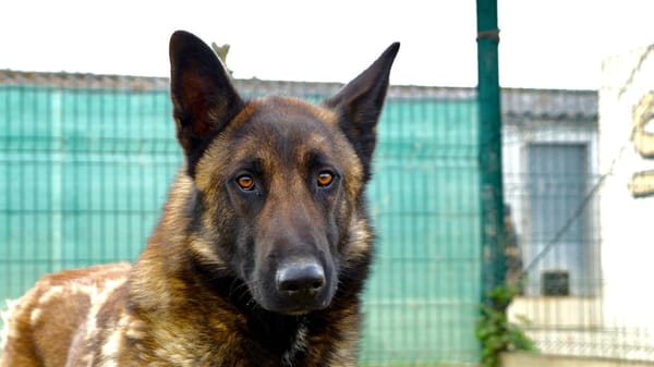 Saphir (en cours d'adoption)