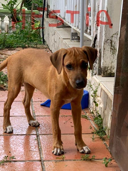 🐾 À L’ADOPTION – HESTIA, une petite intrépide au cœur débordant d’amour ! 🐾