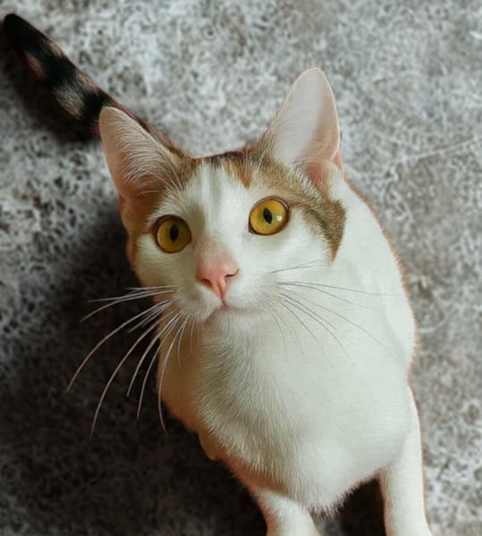 Amira