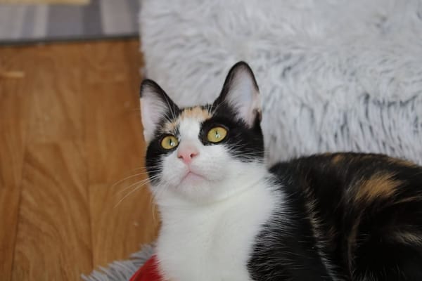 Aélia