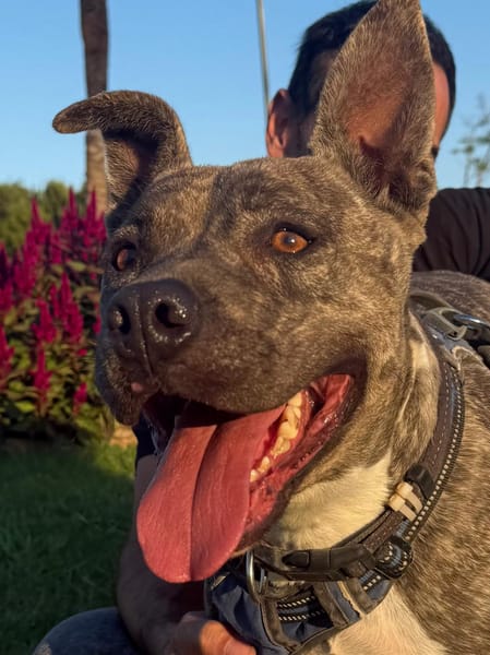 ELVIS (Amigos Peludos)