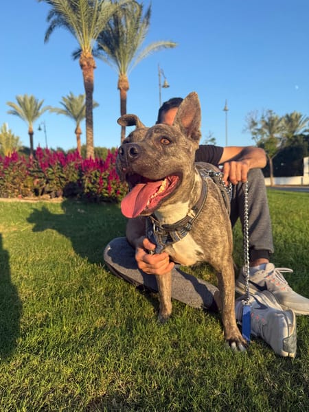 ELVIS (Amigos Peludos)