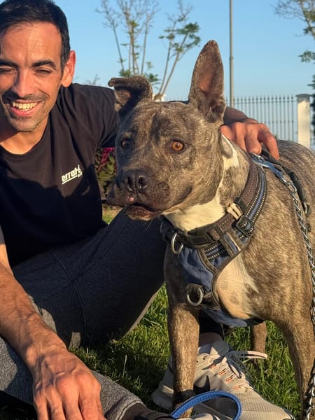 ELVIS (Amigos Peludos)