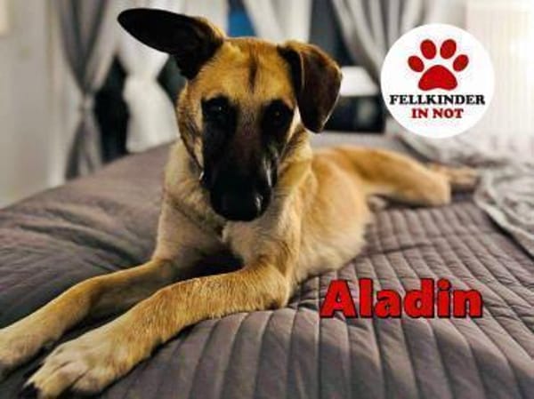 liebevoller Jungrüde Aladin sucht.....