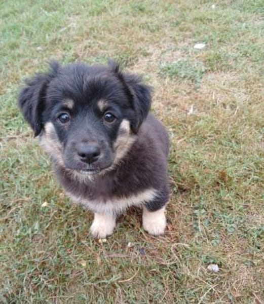 💕Viola💕sucht ihre Menschen🐾💕🍀