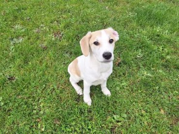 🐶 Buddy  5 Monate  Beagle-Mix-Bub